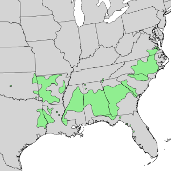 Acer floridanum range map