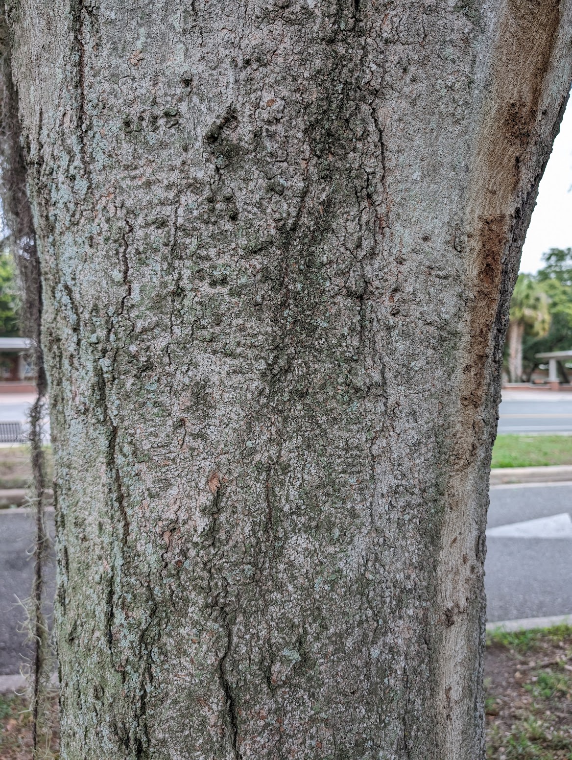 Acer floridanum