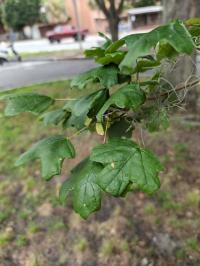 Acer floridanum