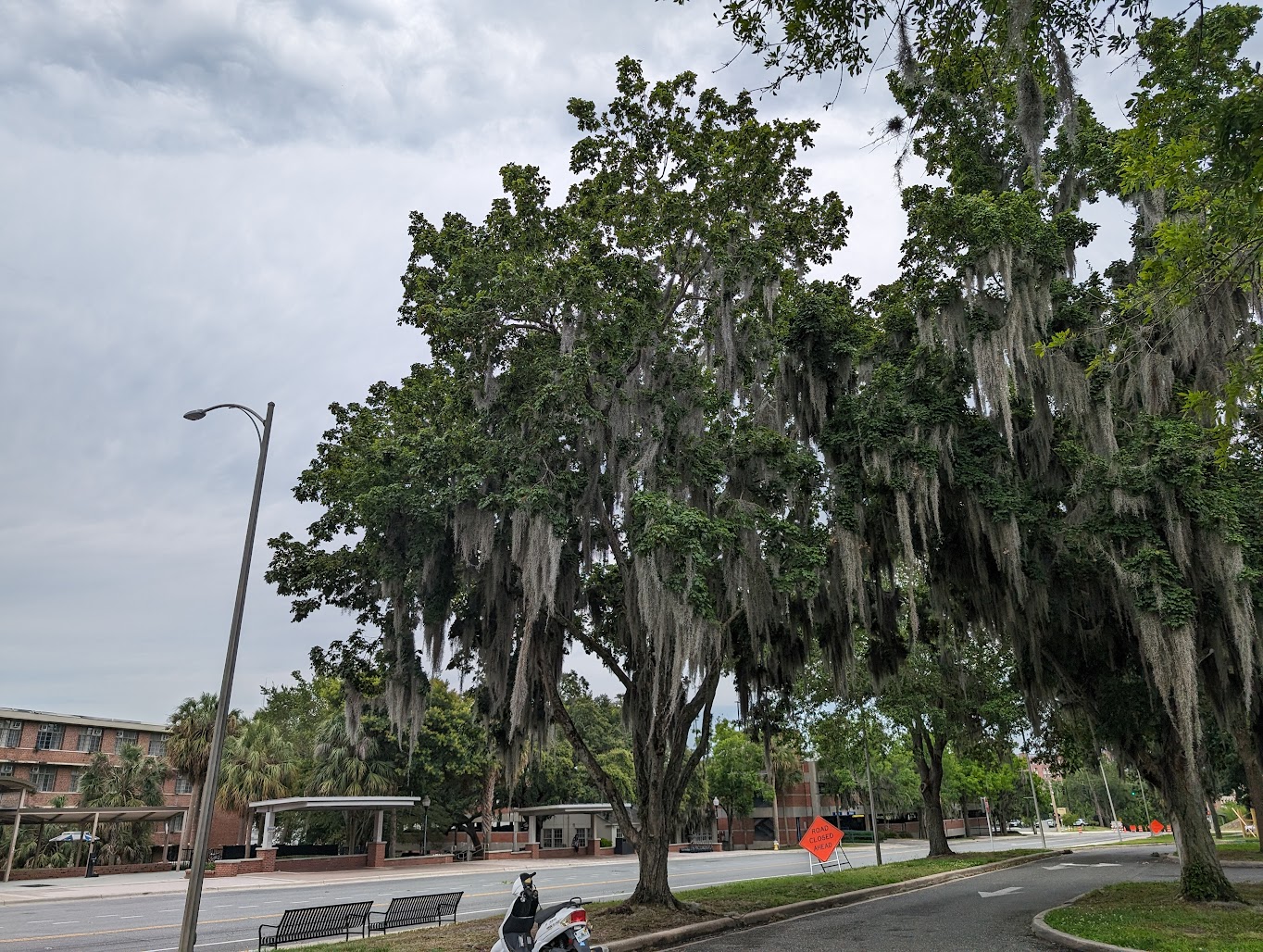 Acer floridanum