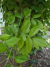 Acer negundo