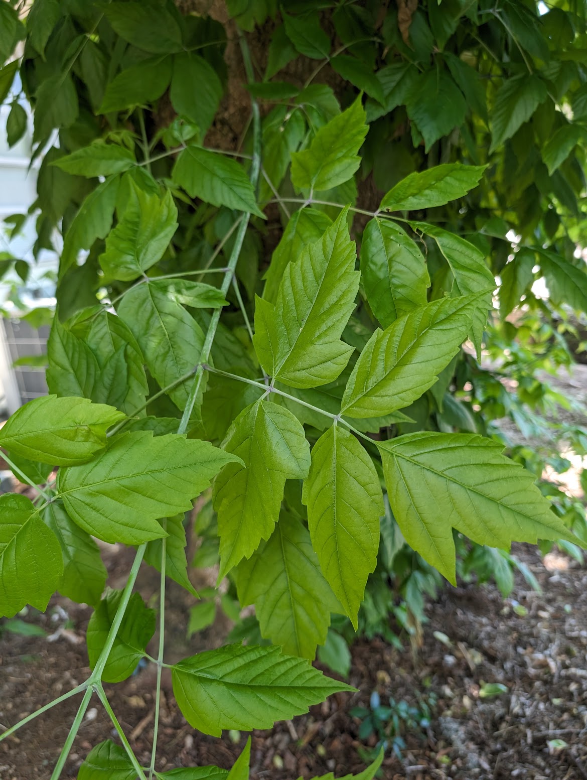 Acer negundo