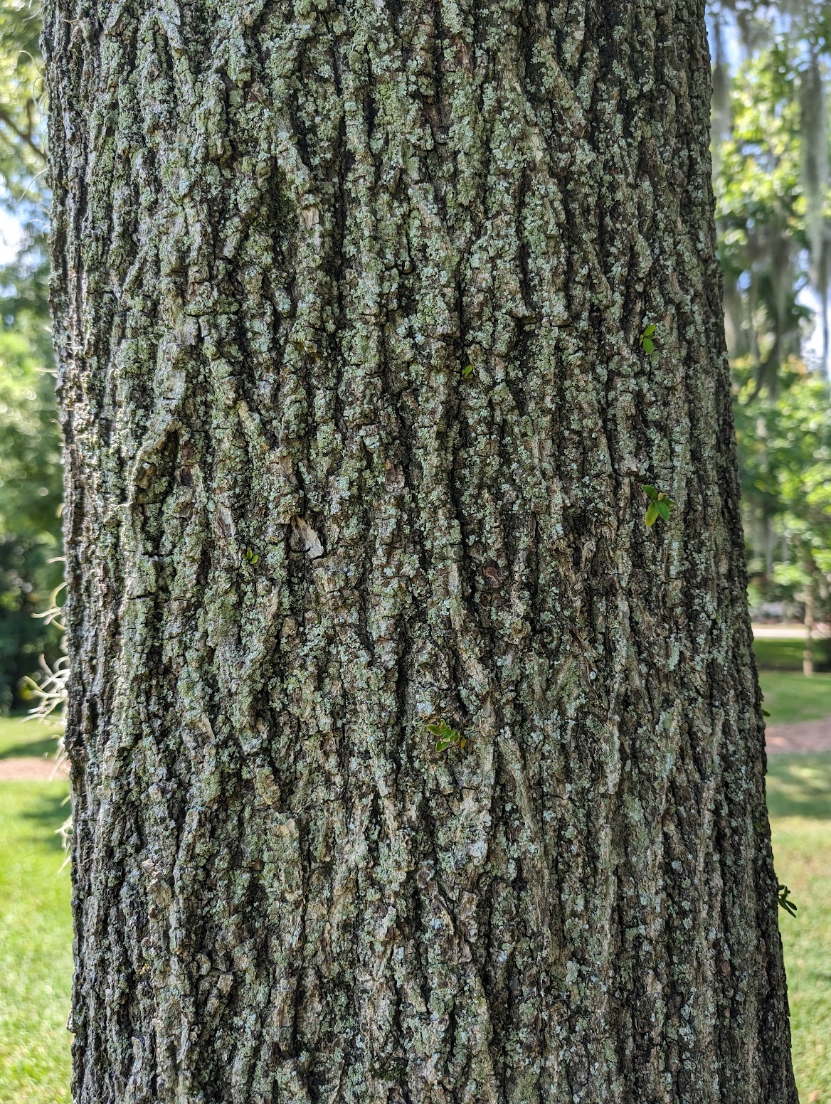 Carya glabra