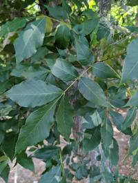 Carya glabra