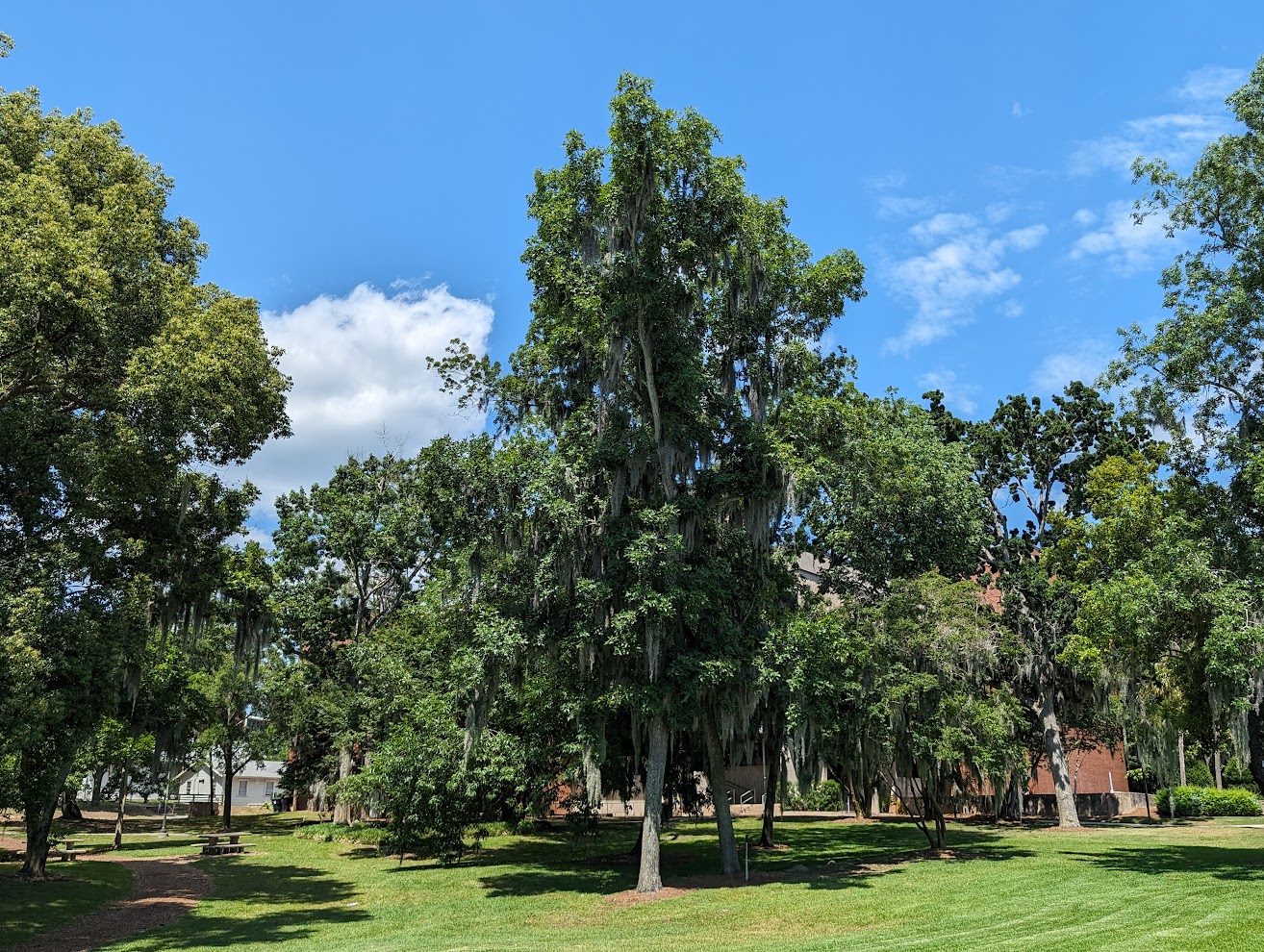 Carya glabra