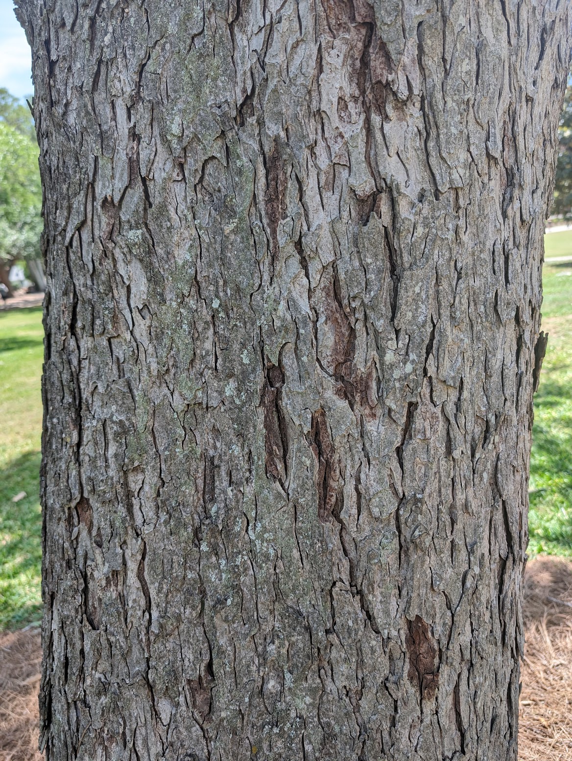 Carya illinoinensis
