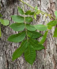 Carya illinoinensis