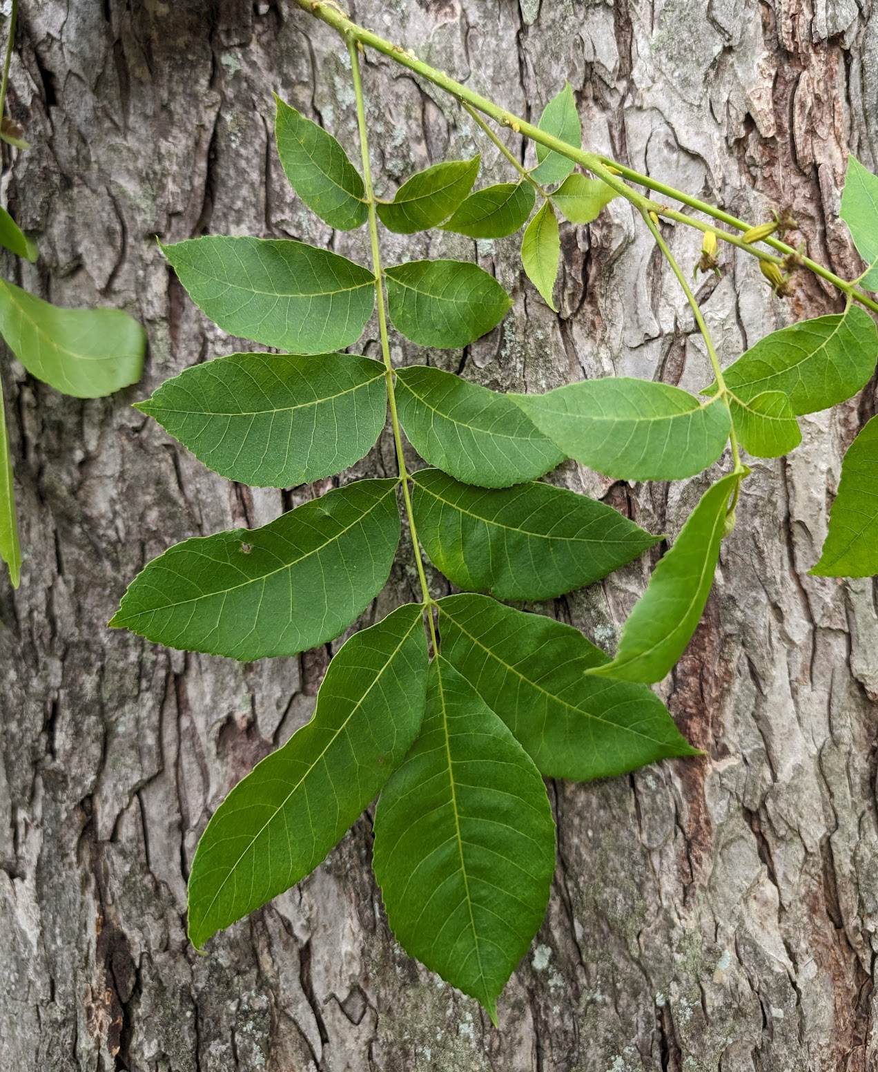 Carya illinoinensis