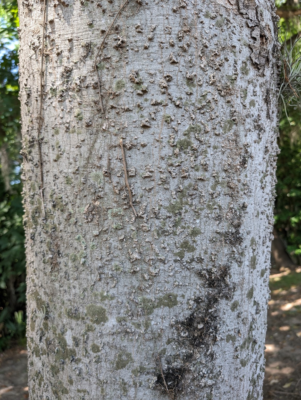 Celtis laevigata