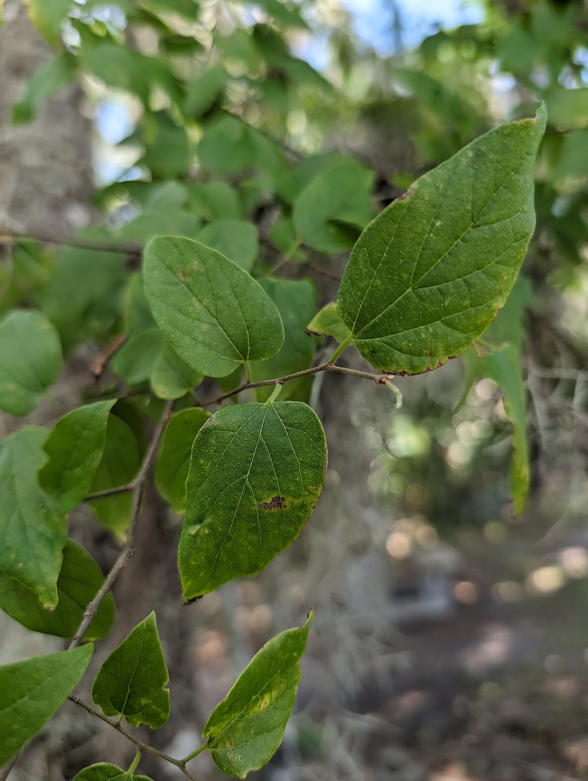 Celtis laevigata