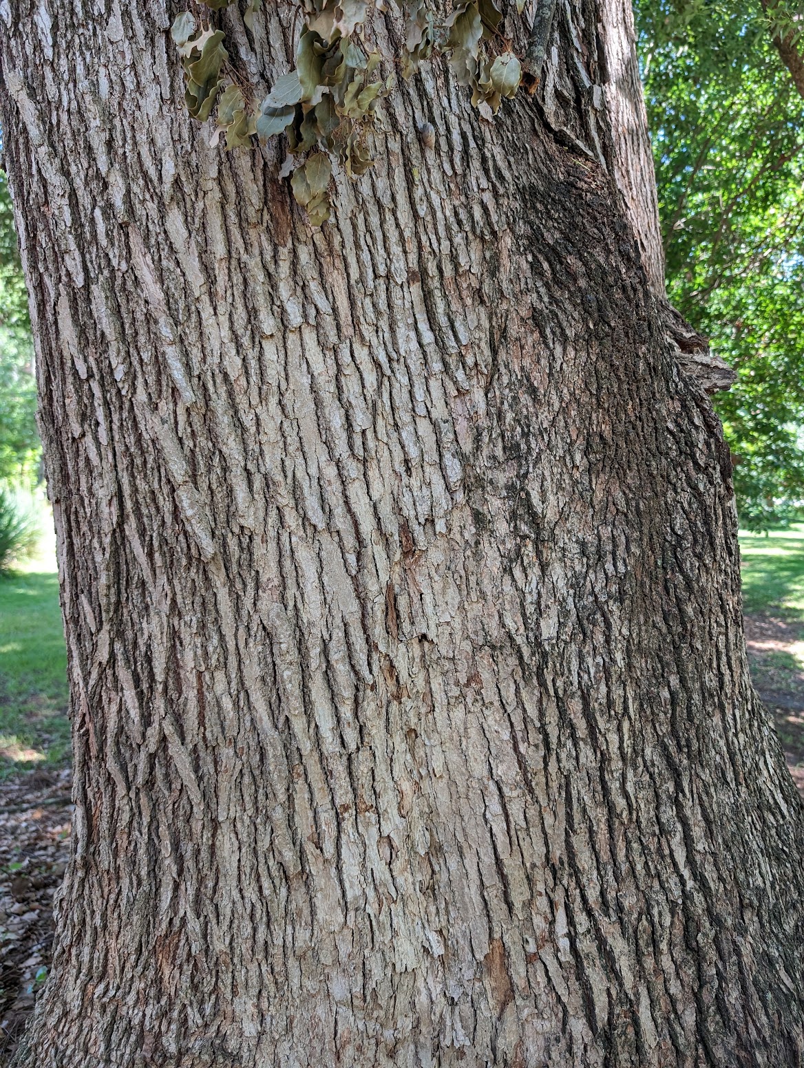 Cinnamomum camphora