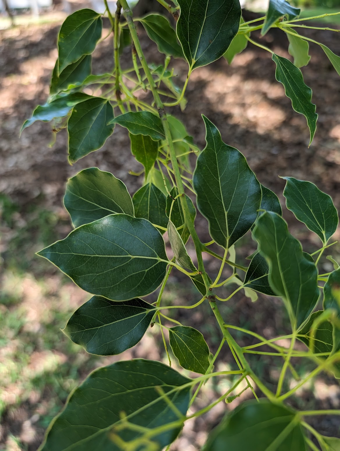 Cinnamomum camphora
