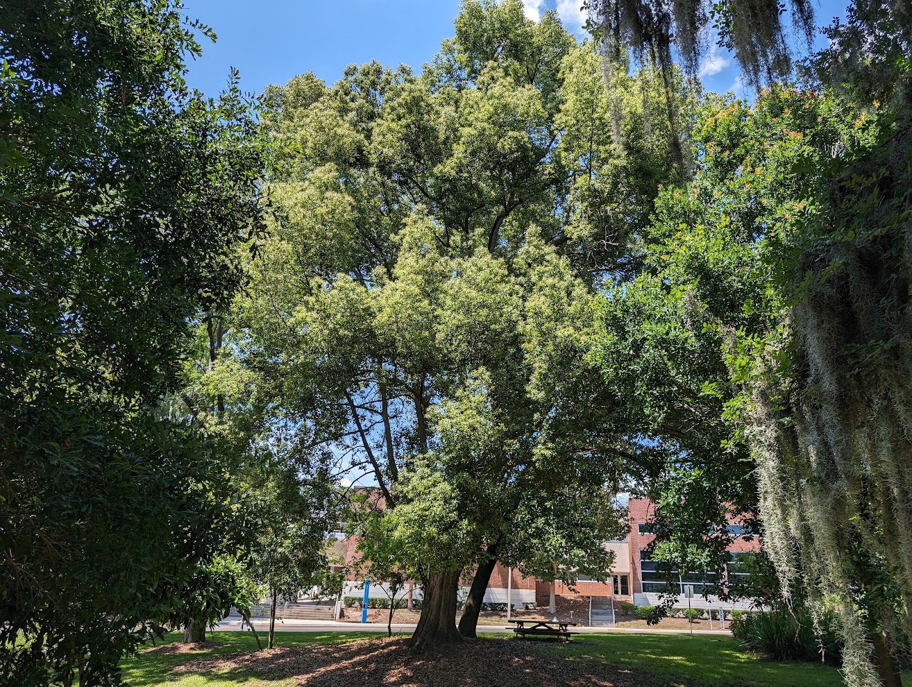 Cinnamomum camphora