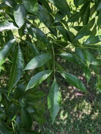 Fraxinus pennsylvanica