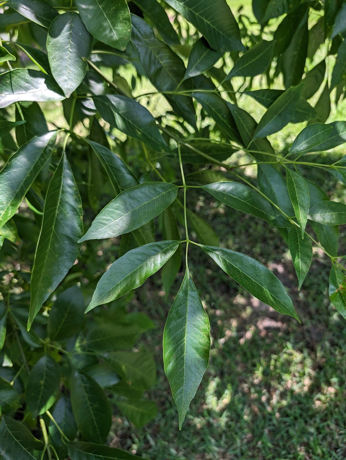 Fraxinus pennsylvanica
