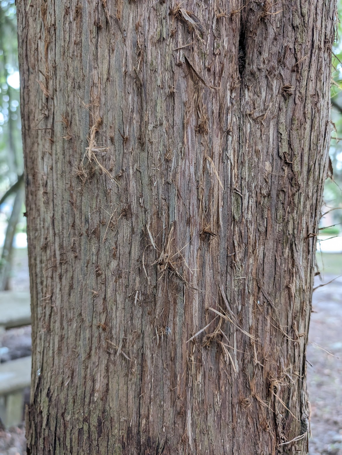 Juniperus virginiana