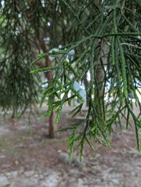 Juniperus virginiana