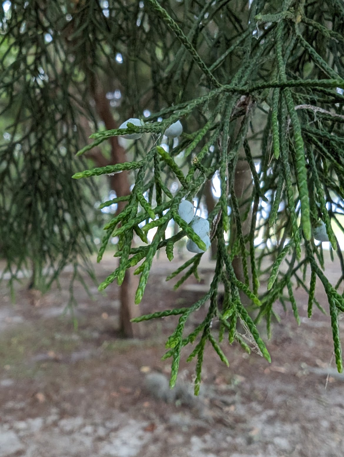 Juniperus virginiana