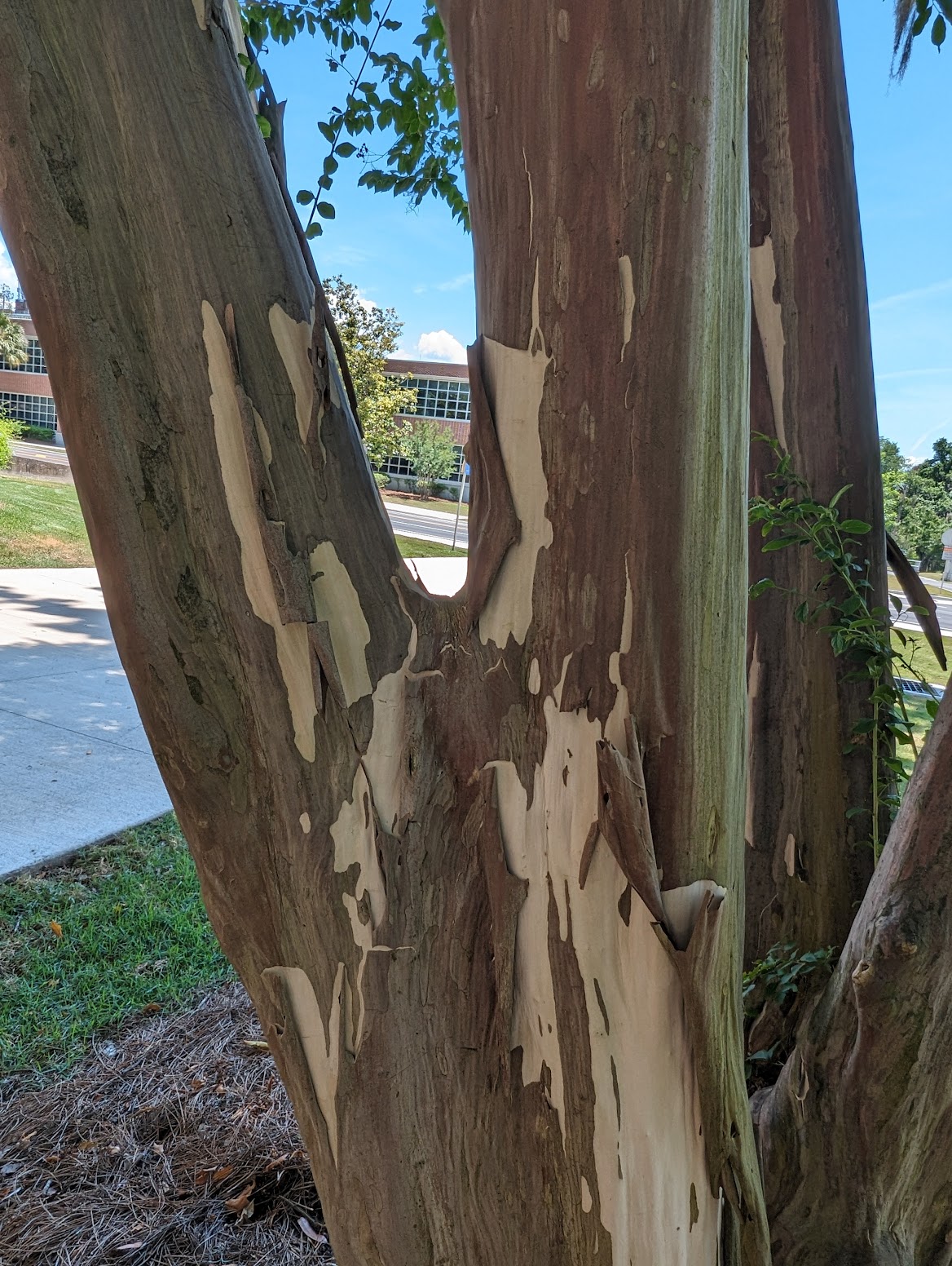 Lagerstroemia indica