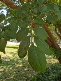 Lagerstroemia indica
