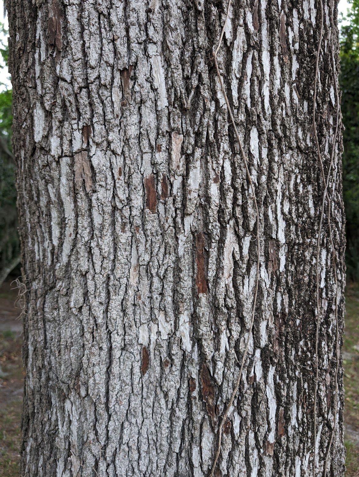 Liquidambar styraciflua
