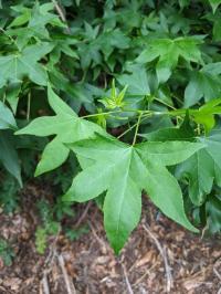 Liquidambar styraciflua