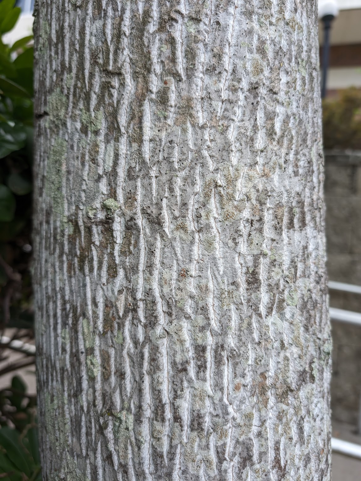 Liriodendron tulipifera