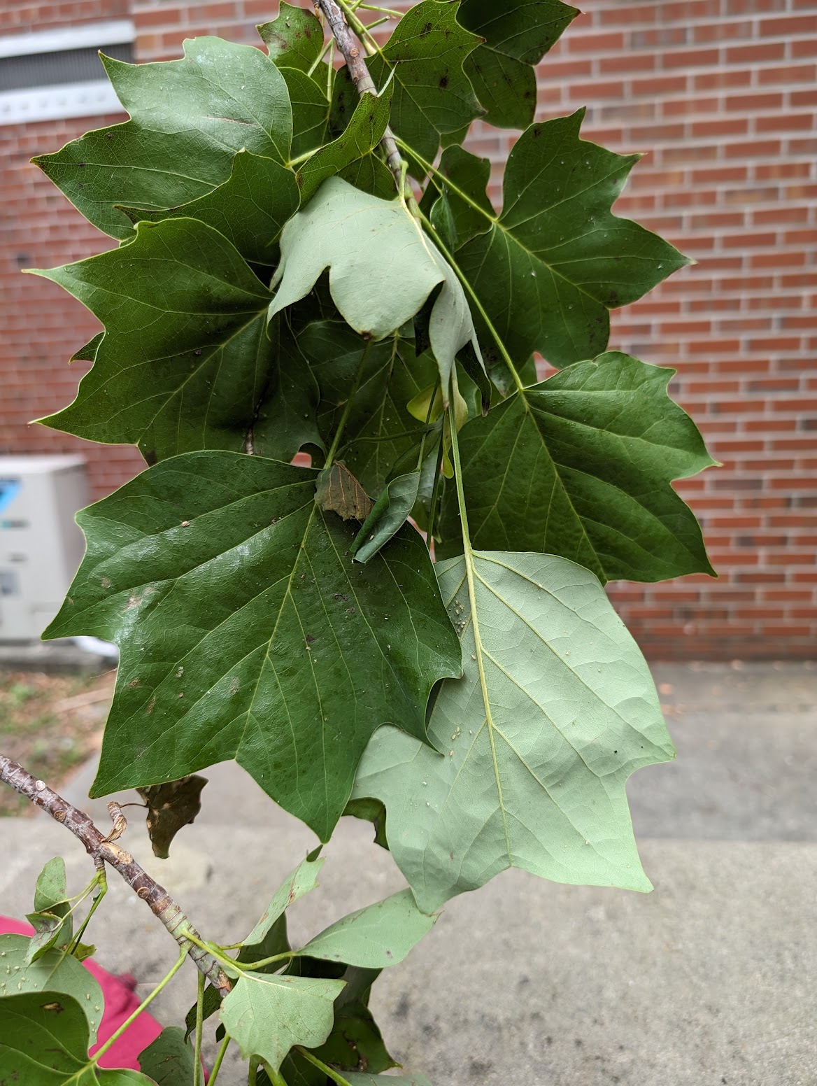 Liriodendron tulipifera