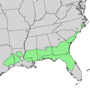 Magnolia grandiflora range map