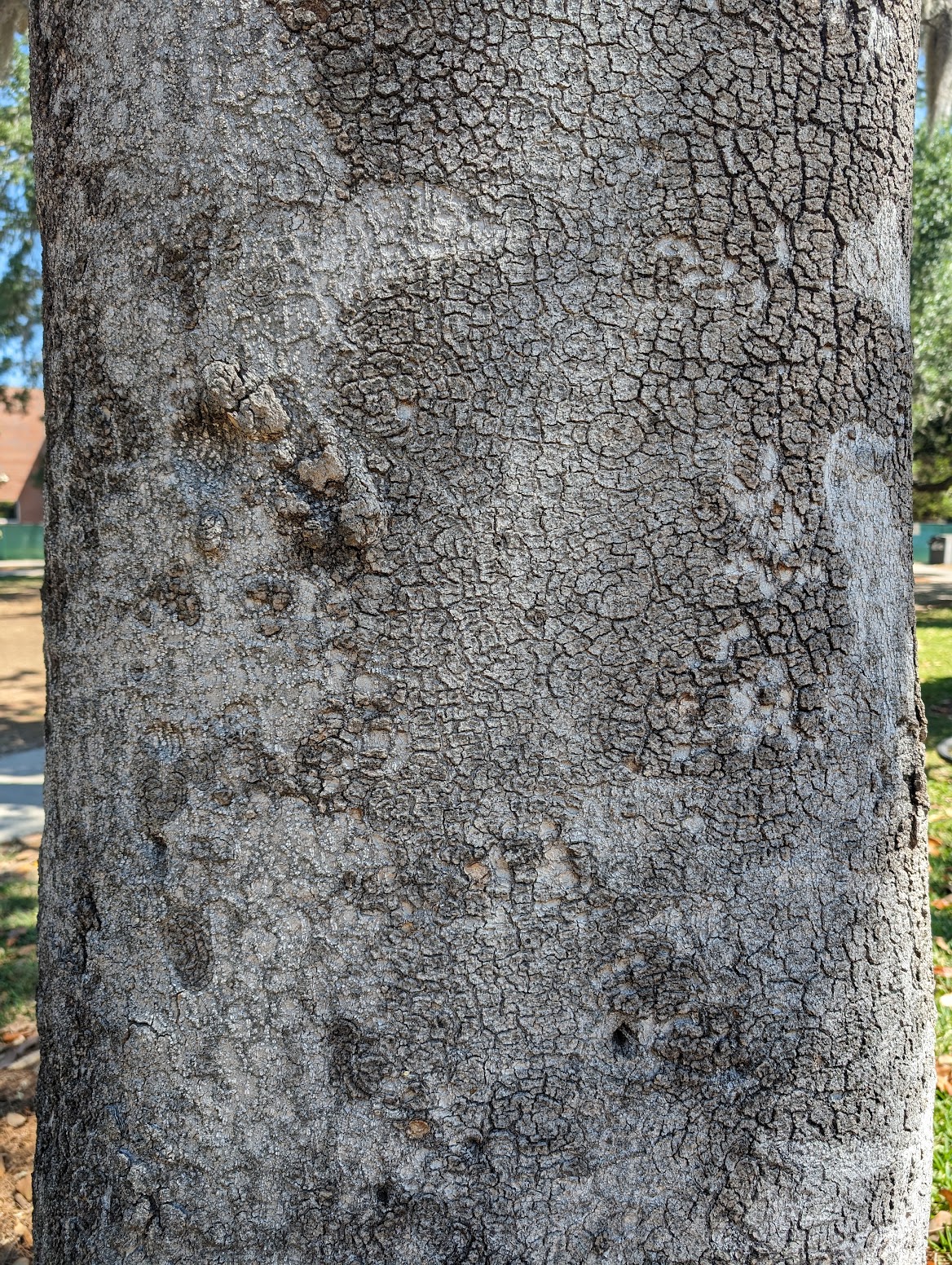 Magnolia grandiflora