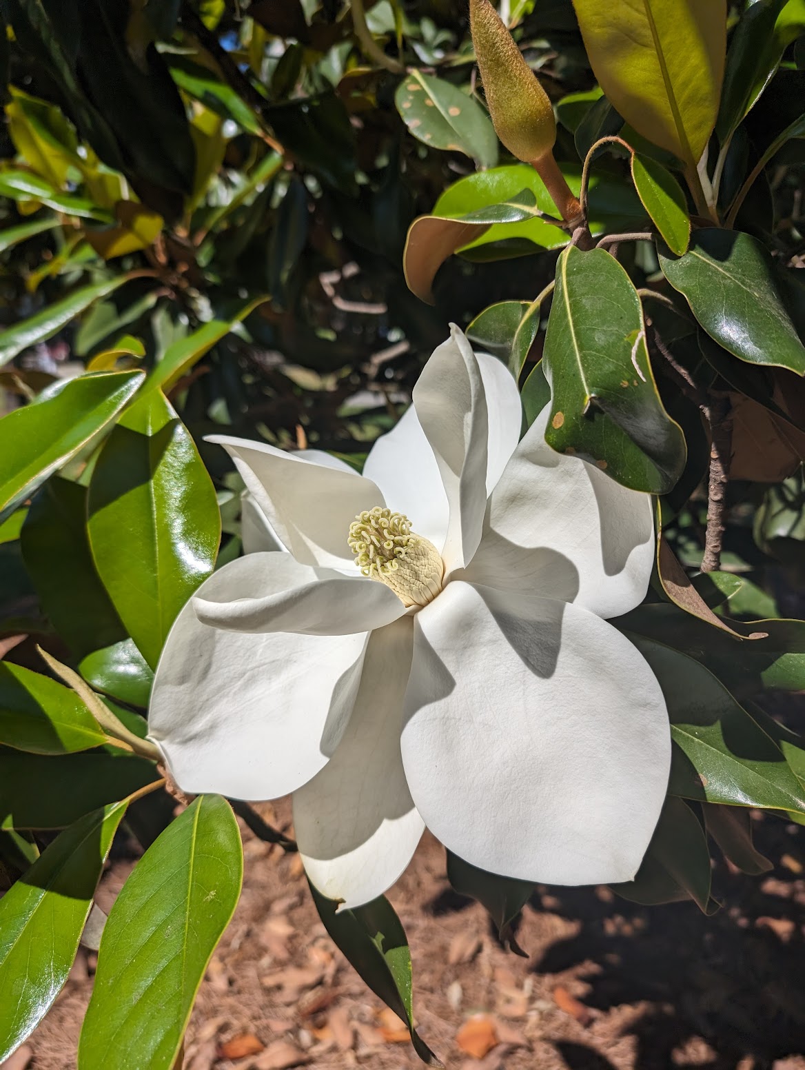 Magnolia grandiflora