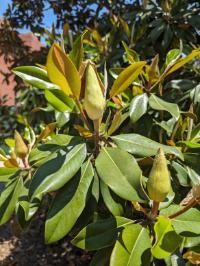 Magnolia grandiflora