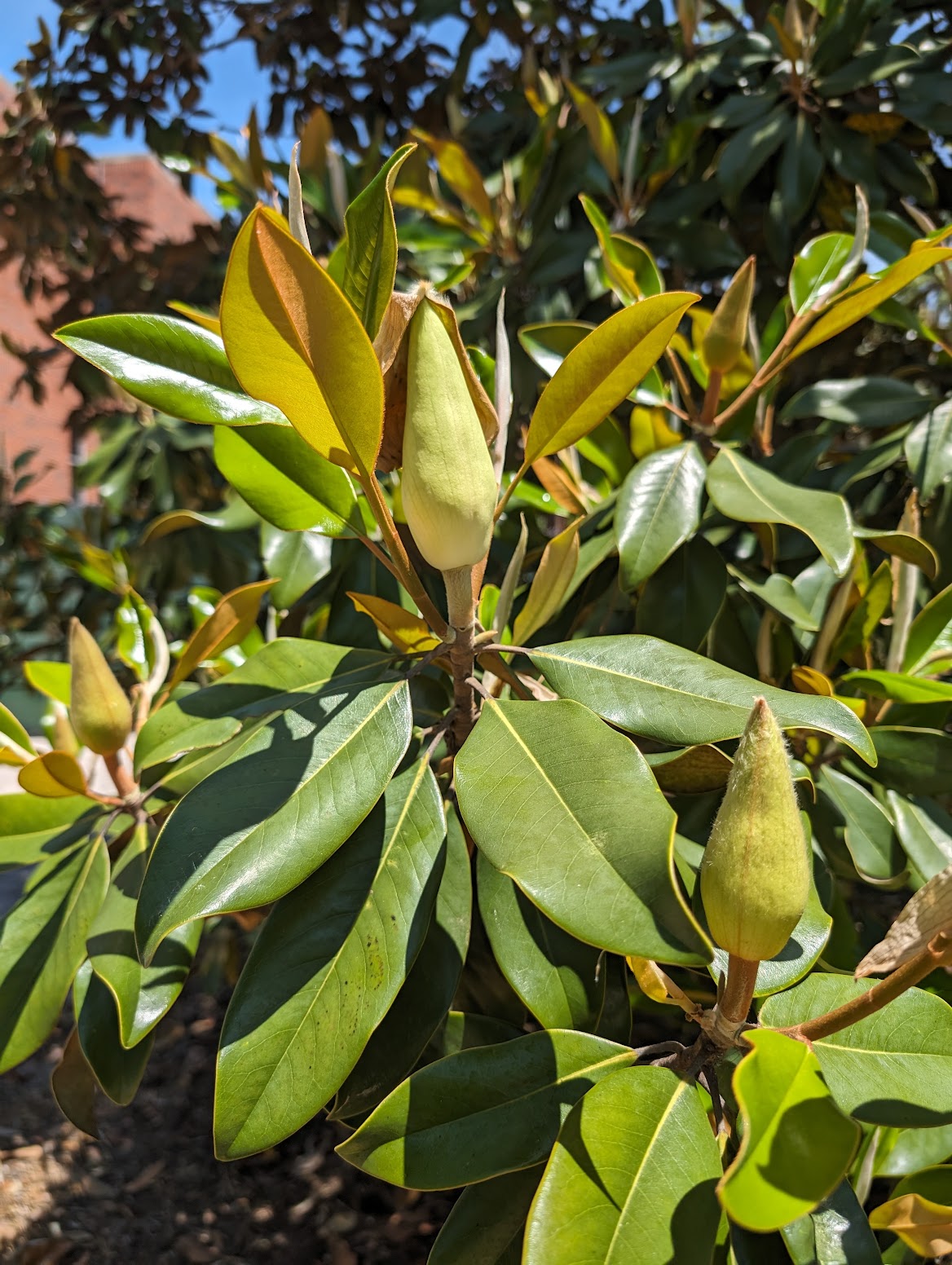 Magnolia grandiflora