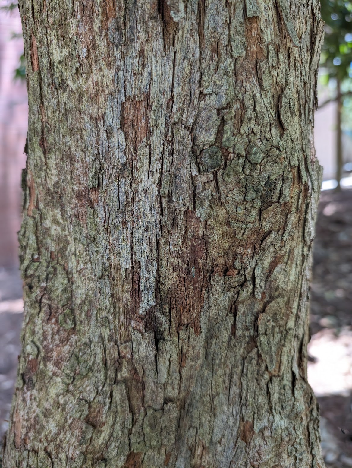 Ostrya virginiana