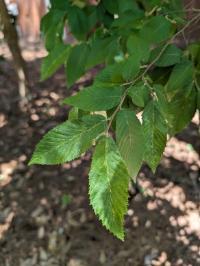 Ostrya virginiana