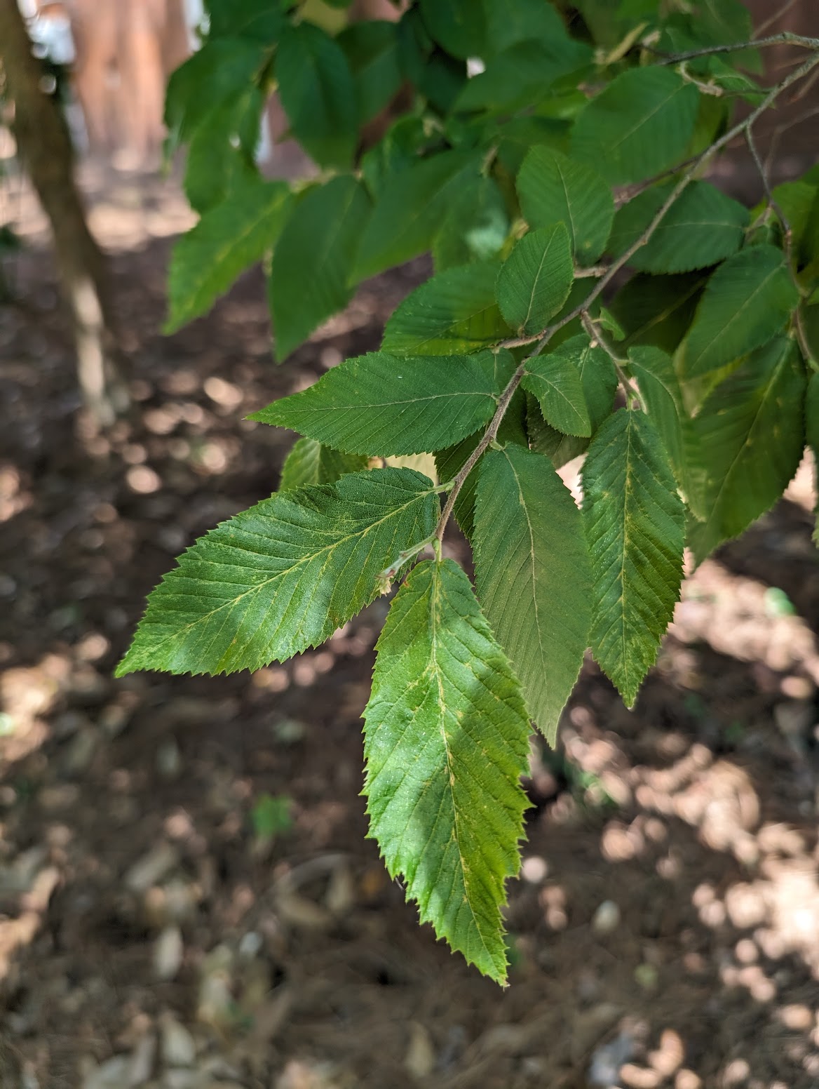 Ostrya virginiana