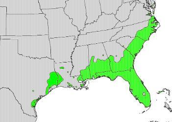 Persea borbonia range map