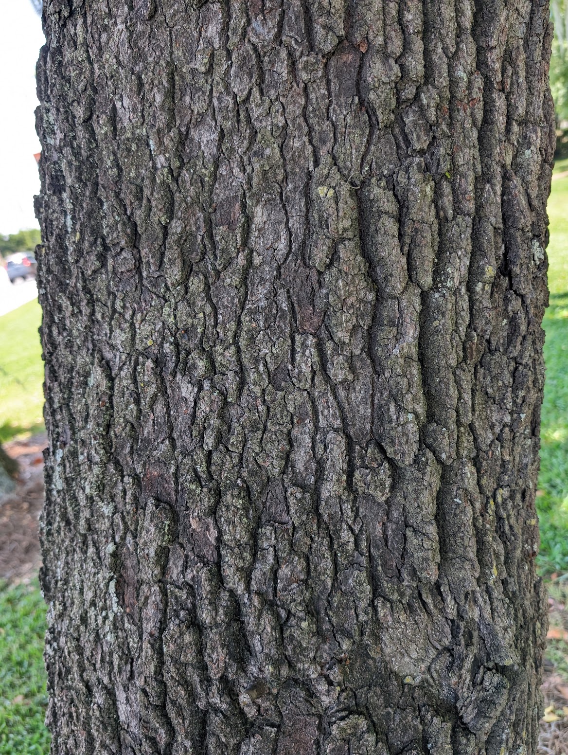 Persea borbonia
