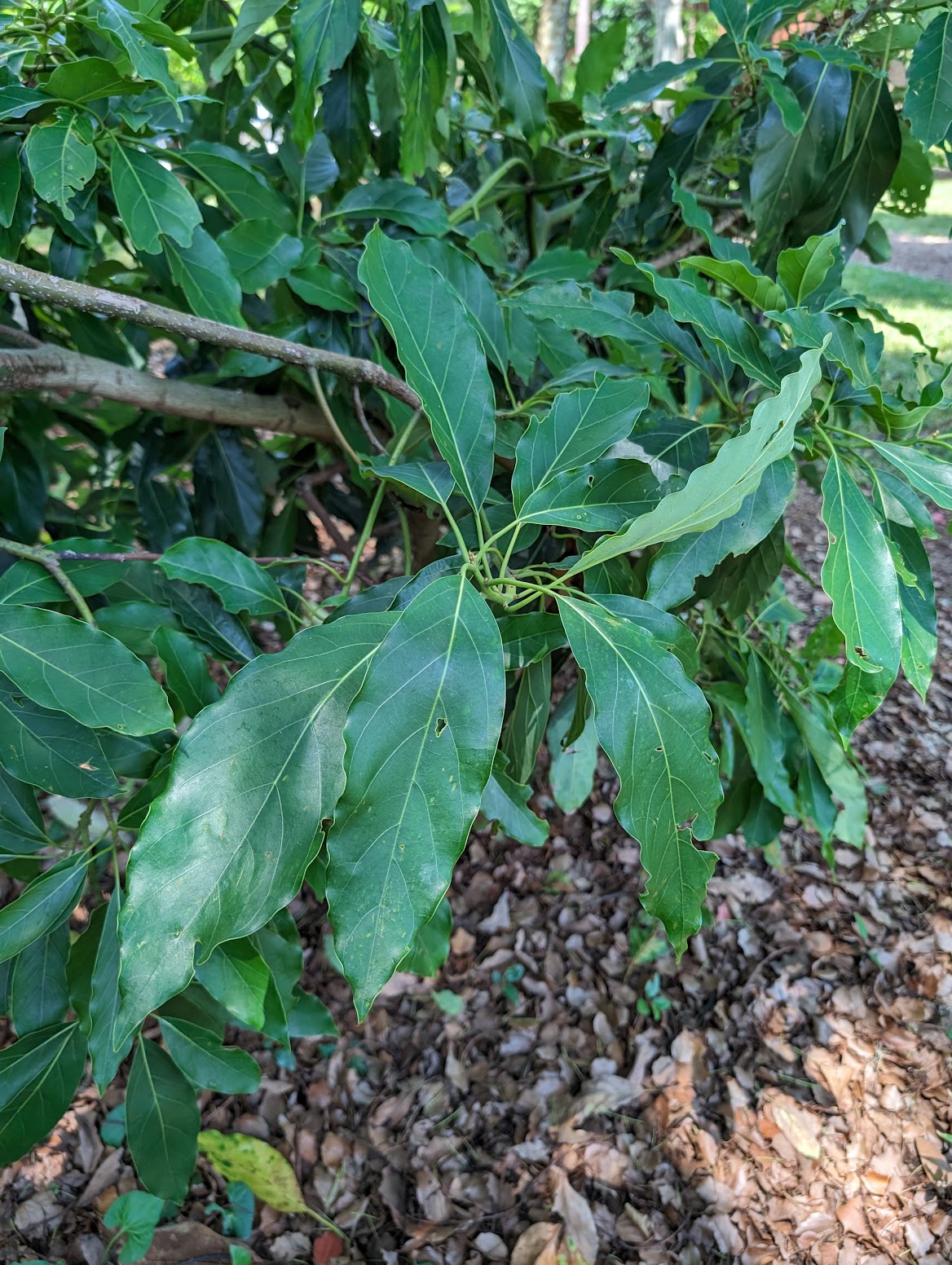 Persea borbonia