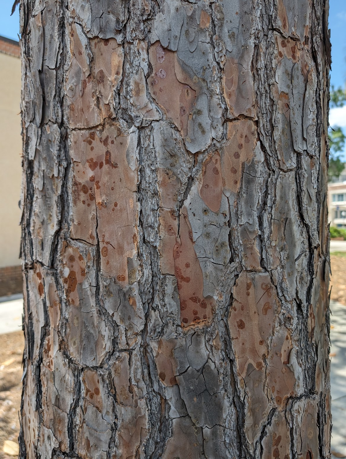 Pinus echinata