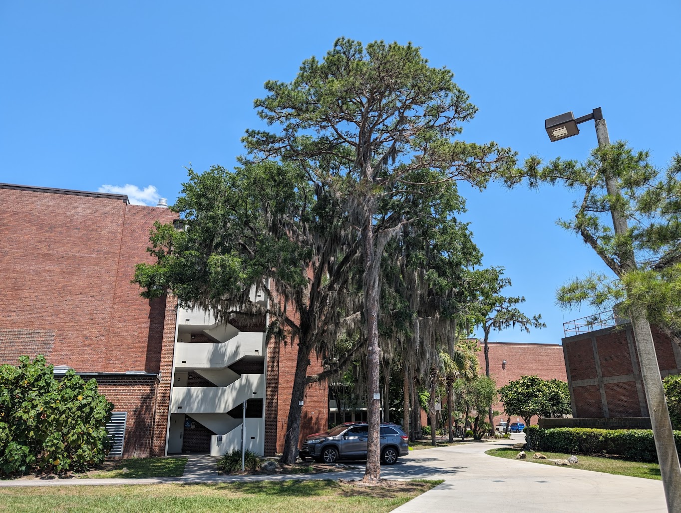 Pinus echinata