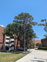 Pinus echinata