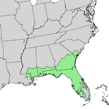 Pinus elliottii range map