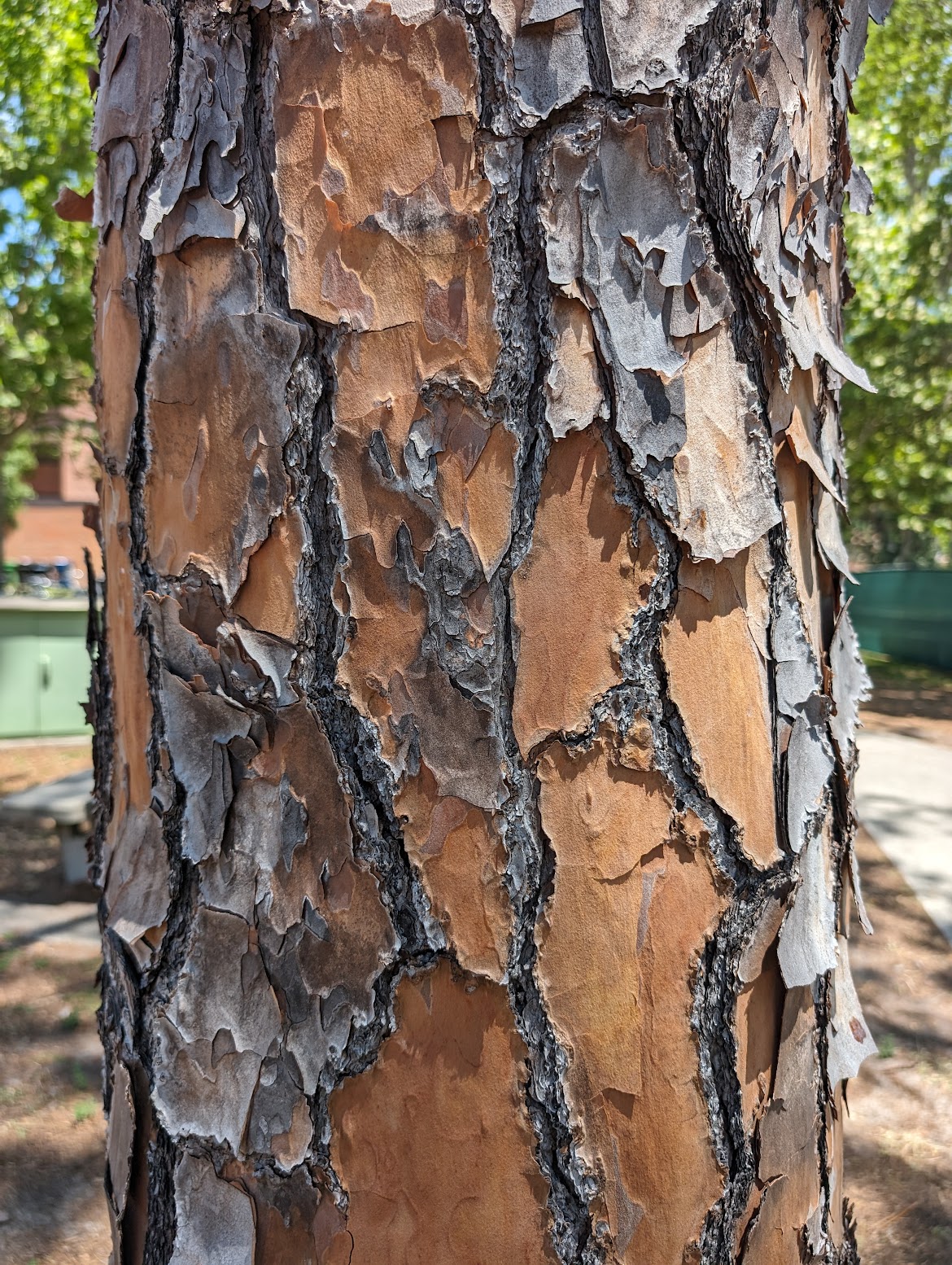 Pinus elliottii
