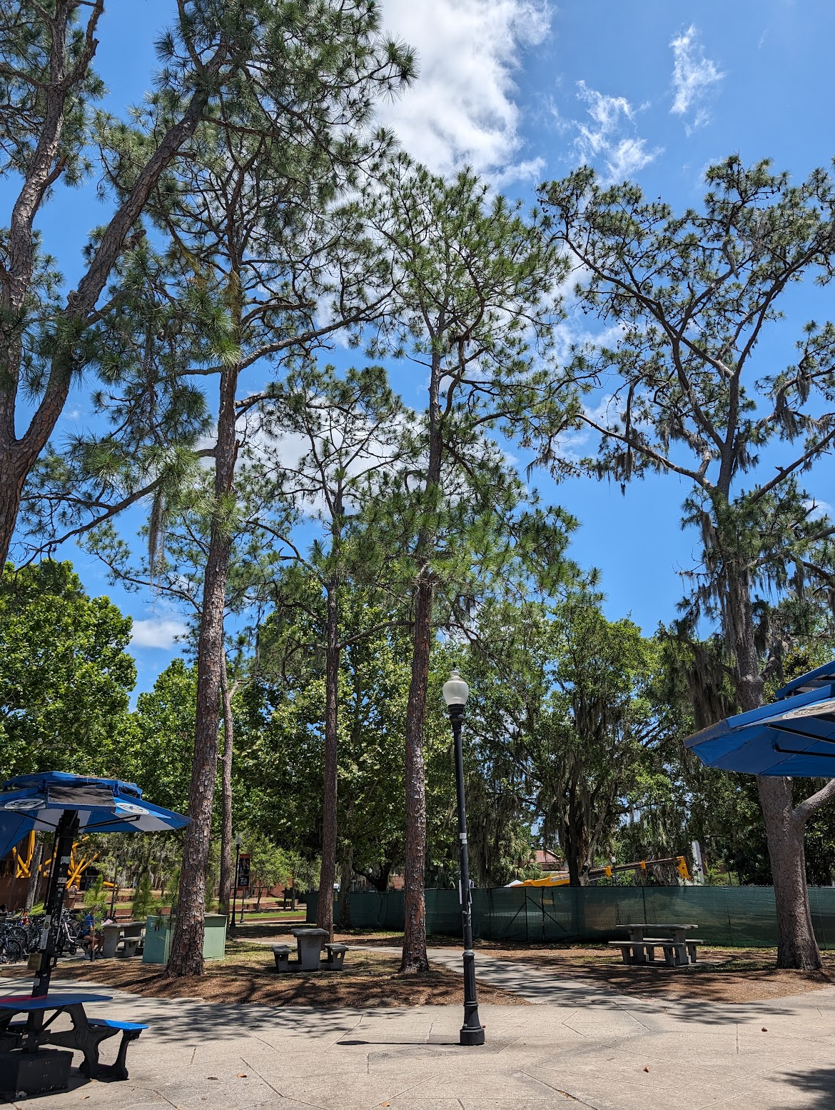 Pinus elliottii