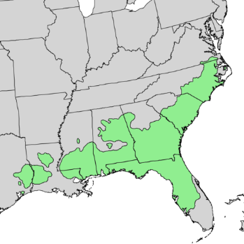 Pinus palustris range map