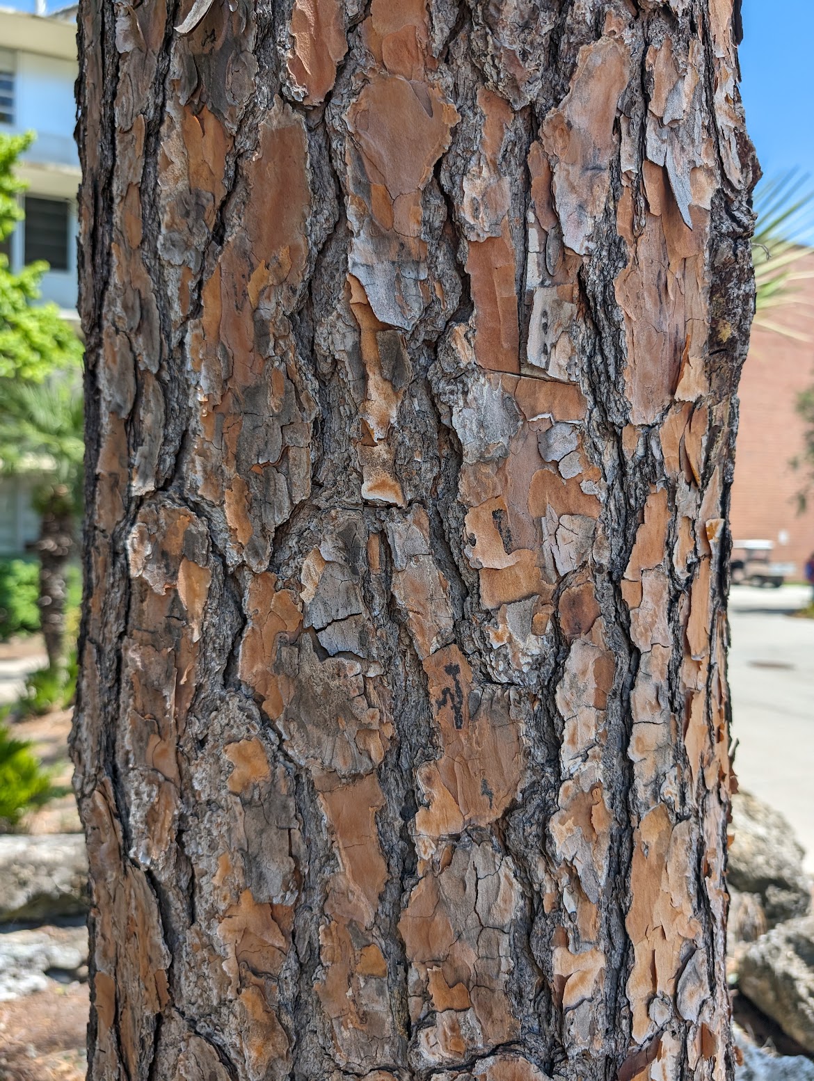 Pinus palustris