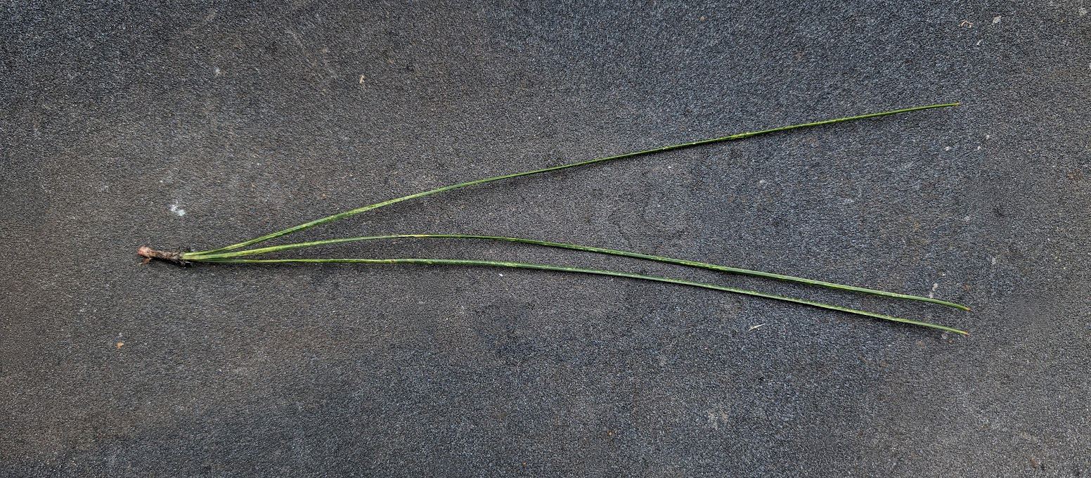 Pinus palustris