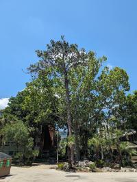 Pinus palustris
