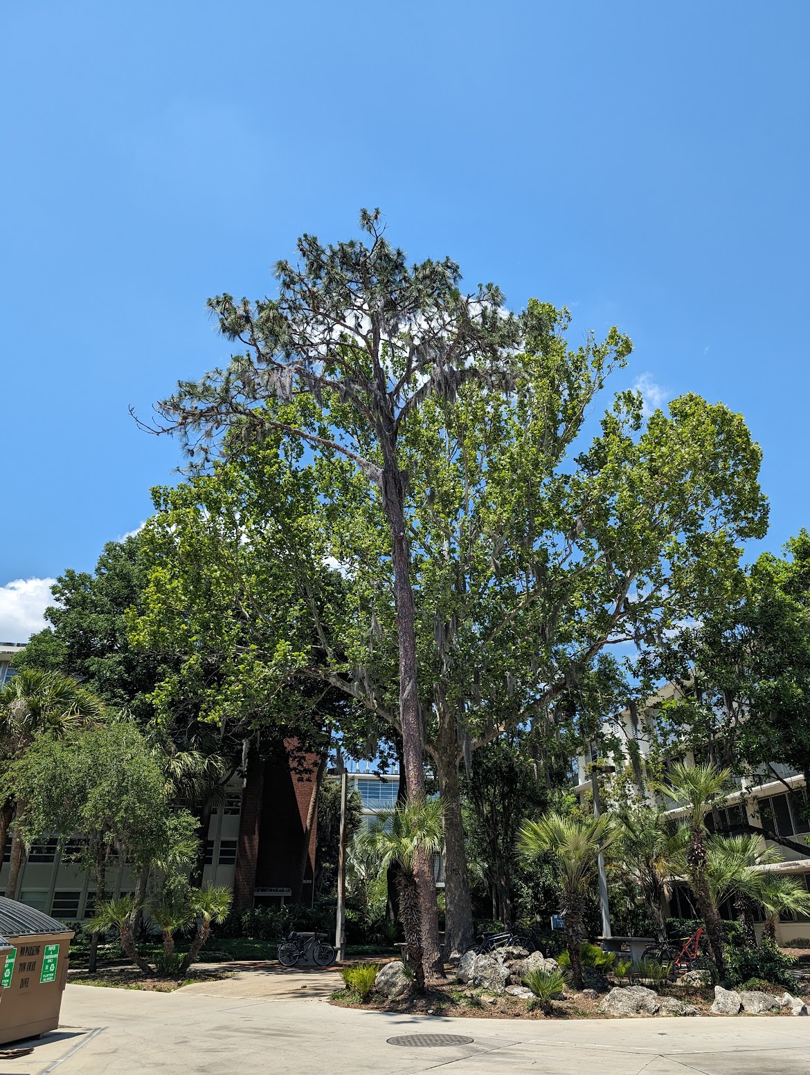 Pinus palustris